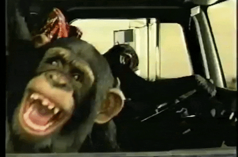monkey driving